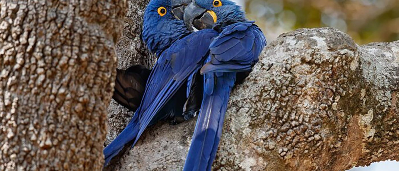 10 Burung Paling Mahal di Dunia: Harganya sampai Miliaran