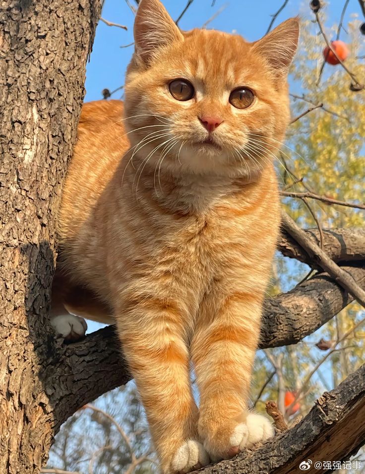 100 Rekomendasi Nama Kucing Oren yang Lucu, Sesuai Karakter, dan Mudah Diingat