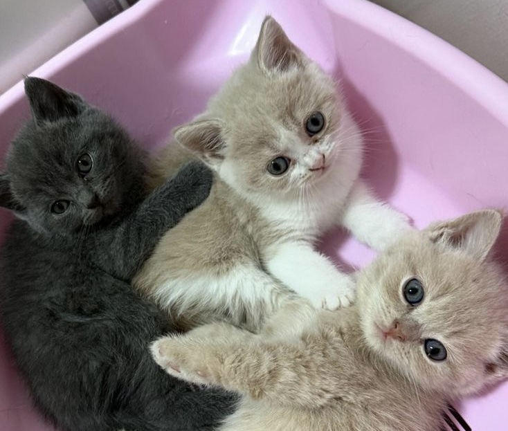 7 Tips Merawat Anak Kucing Tanpa Induk, Mulai Memberi Susu hingga Makanan