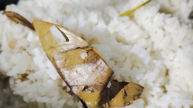 Tips Masak Nasi Uduk Pulen dan Gurih Pakai Rice Cooker, Tambahan Pandan & Serai Bikin Enak