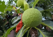 Pohon Sukun yang tumbuh subur di pekarangan kebun pedesaan.