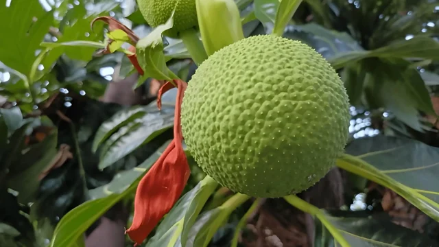 Pohon Sukun yang tumbuh subur di pekarangan kebun pedesaan.