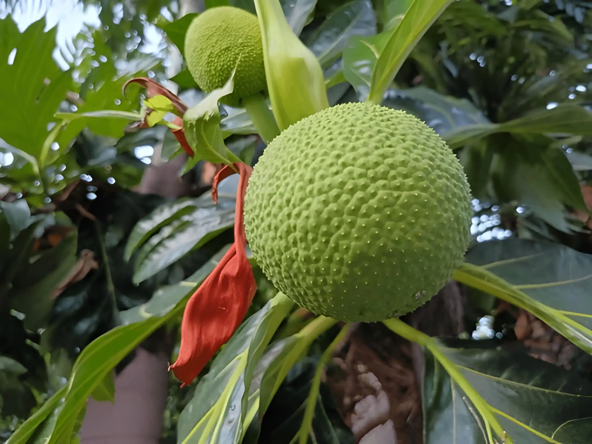 Pohon Sukun yang tumbuh subur di pekarangan kebun pedesaan.
