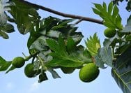 Pohon Buah Sukun