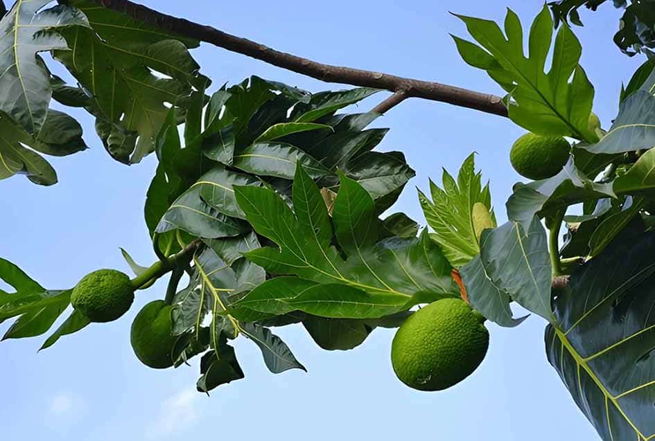 Pohon Buah Sukun